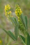Melilotus indicus