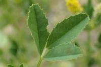 Melilotus indicus