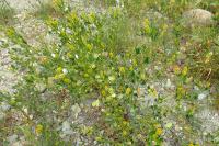 Melilotus indicus