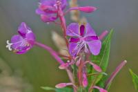 Chamaenerion angustifolium
