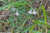Linaria repens