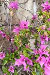Bougainvillea glabra