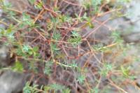 Euphorbia spinosa