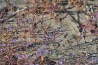 Limonium girardianum