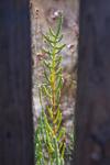 Salicornia fruticosa