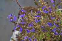 Scaevola aemula
