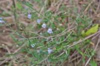 Linaria repens