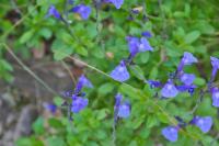 Salvia officinalis