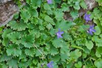 Campanula poscharskyana