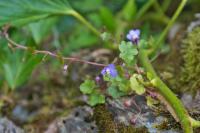 Cymbalaria muralis