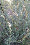 Myricaria germanica