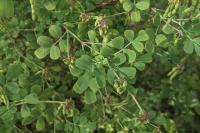 Coronilla glauca