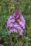 Anacamptis pyramidalis