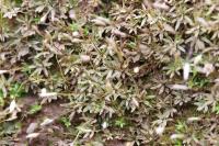 Pogonatum urnigerum