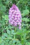 Anacamptis pyramidalis