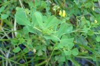 Medicago polymorpha