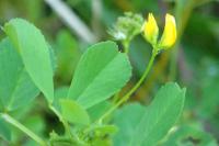 Medicago polymorpha