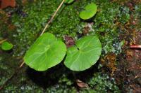 Soldanella villosa