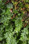 Hymenophyllum tunbrigense