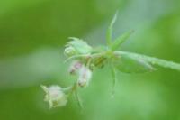 Galium parisiense