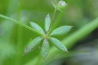 Galium parisiense