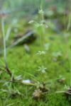 Galium parisiense