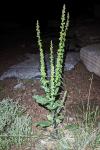 Verbascum boerhavii