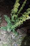 Verbascum boerhavii
