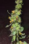 Verbascum boerhavii