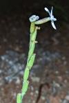 Silene nocturna