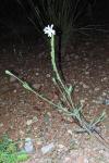 Silene nocturna