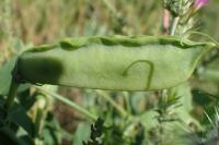 Lathyrus ochrus