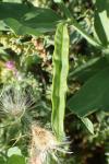 Lathyrus ochrus