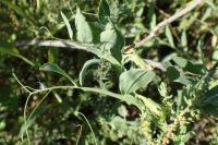 Lathyrus ochrus