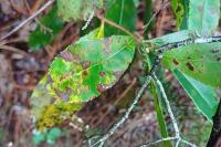 Arbutus unedo