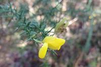 Ulex europaeus