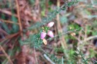 Erica cinerea