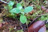 Lonicera periclymenum