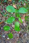 Frangula alnus