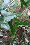 Smilax aspera