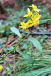 Solidago virgaurea