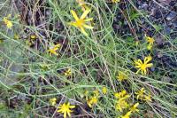 Senecio inaequidens