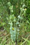 Blackstonia perfoliata