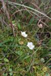 Parnassia palustris