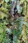 Hymenophyllum tunbrigense