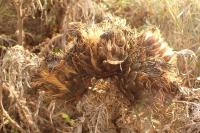 Cynara cardunculus
