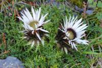 Carlina acaulis