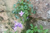 Campanula portenschlagiana