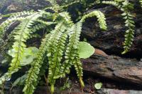 Asplenium trichomanes