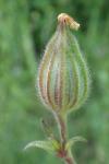 Silene latifolia